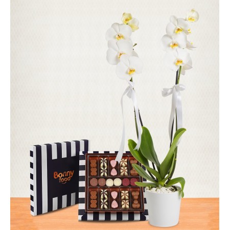 Çikolatalı Beyaz 2li Orkide