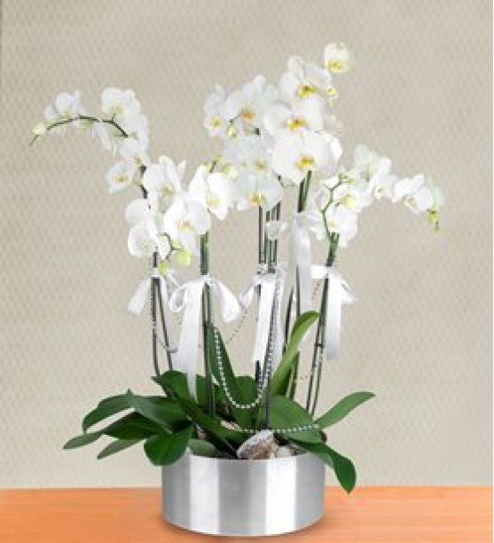 6 dal beyaz orkide 
