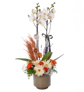 Gri Saksıda Papatya ve Gül Süslemeli Beyaz Orkide
