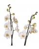 Gri Beton Saksıda Beyaz Çift Dal Phalaenopsis Orkide