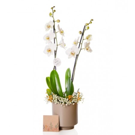 Gri Beton Saksıda Beyaz Çift Dal Phalaenopsis Orkide