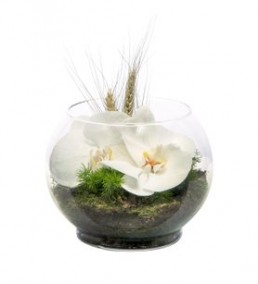 akvaryum vazo da kesme orkide