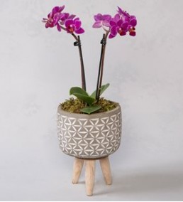 mini orkide ahşap ayaklı saksıda