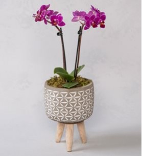 mini orkide ahşap ayaklı saksıda