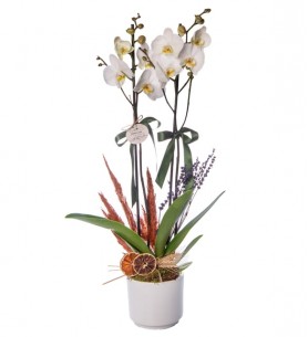 Beton Saksıda Beyaz Çiftli Orkide