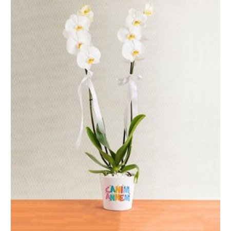 canım anneme 2 dal beyaz orkide