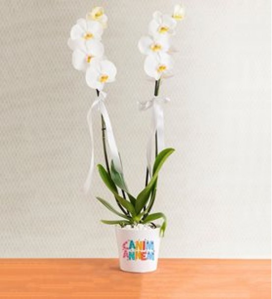 canım anneme 2 dal beyaz orkide