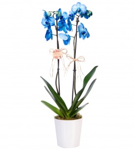 Mavi Orkide Çiftli