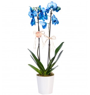 Mavi Orkide Çiftli