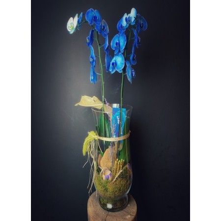 ihtişamlı mavi orkide