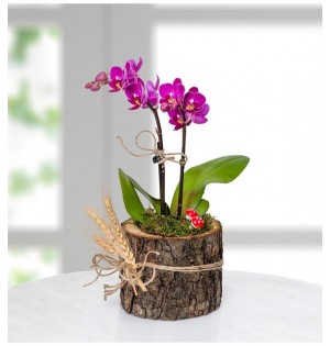 doğal ahşap kütükte mini orkide