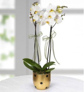 Gold Vazoda Beyaz 2li Orkide