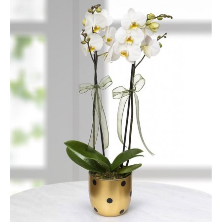 Gold Vazoda Beyaz 2li Orkide