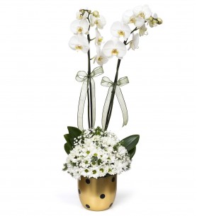 Gold Vazoda Papatya ve Beyaz 2li Orkide