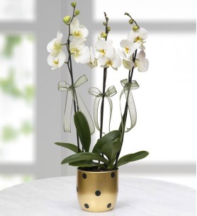 Gold Vazoda Beyaz 3 Dal Orkide