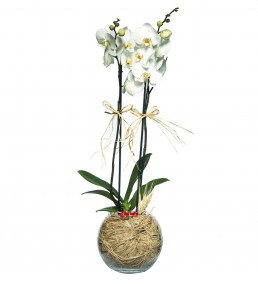 Akvaryumda 2 li Beyaz Orkide