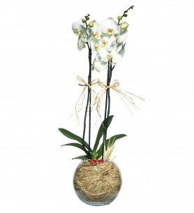 Akvaryumda 2 li Beyaz Orkide