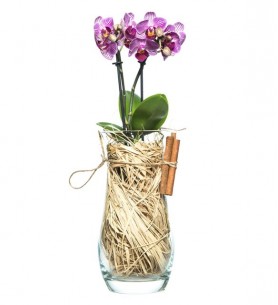 Vazo İçerisinde Mini orkide